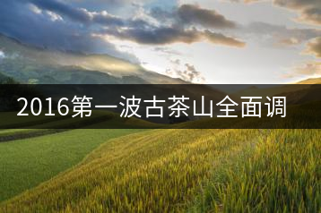 2016第一波古茶山全面調研第二站——勐海之南糯山
