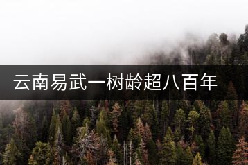 云南易武一樹齡超八百年古茶樹死亡，當(dāng)?shù)卦磕杲M織村民拜謁