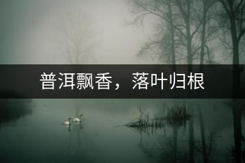 普洱飄香，落葉歸根