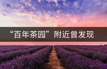 “百年茶園”附近曾發(fā)現(xiàn)稀有單株“紫陽(yáng)一號(hào)”