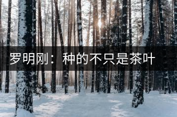 羅明剛：種的不只是茶葉是責任