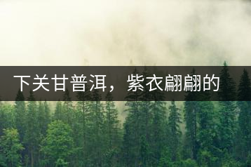 下關(guān)甘普洱，紫衣翩翩的綺麗小餅