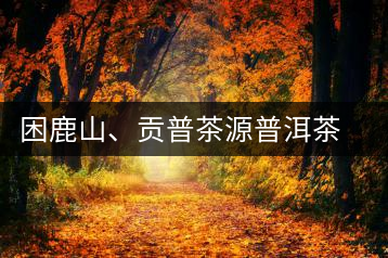 困鹿山、貢普茶源普洱茶羊城受熱捧
