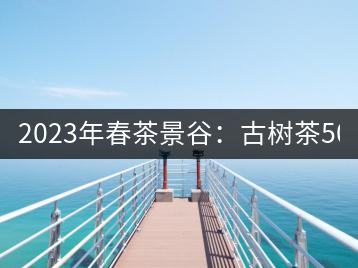 2023年春茶景谷：古樹茶500-600元／公斤，紫芽茶300-480元／公斤，白芽茶1200-2000元／公斤。