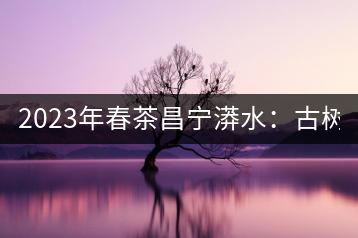2023年春茶昌寧漭水：古樹混采純料480-600元／公斤，大樹360-420元／公斤，臺(tái)地260-300元／公斤，古樹單株均價(jià)880-1200元／公斤。