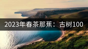 2023年春茶那蕉：古樹1000-1500元／公斤，中樹600-800元／公斤