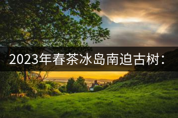2023年春茶冰島南迫古樹：4500~4800元／公斤