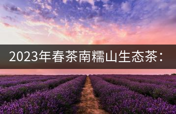 2023年春茶南糯山生態(tài)茶：200-300元／公斤，古樹：900-1500元／公斤