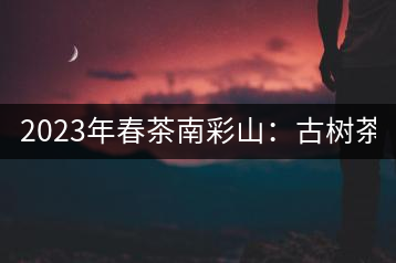 2023年春茶南彩山：古樹茶2000-2200元／公斤，大樹混采1200-1500元／公斤。