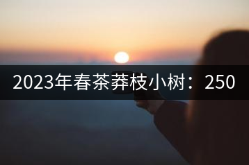 2023年春茶莽枝小樹(shù)：250元／公斤， 古樹(shù)：1000-1200元／公斤