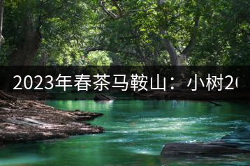 2023年春茶馬鞍山：小樹260–300元／公斤，古樹450-500元／公斤