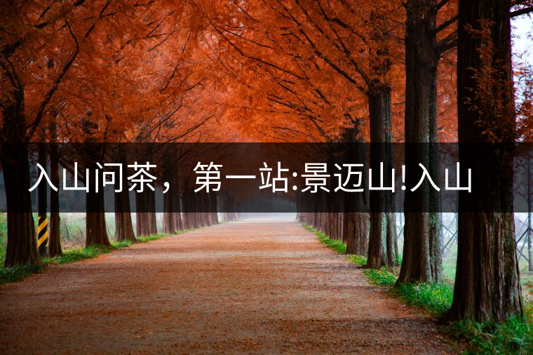 入山問茶，第一站:景邁山!入山問茶，第一站：景邁山！