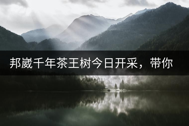 邦崴千年茶王樹今日開采，帶你了解被低估的邦崴古樹茶邦崴千年茶王樹今日開采，帶你了解被低估的邦崴古樹茶