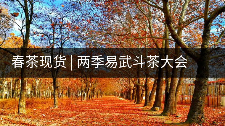 春茶現(xiàn)貨 | 兩季易武斗茶大會(huì)冠軍“落水洞”，茶友評(píng)價(jià)是這樣的