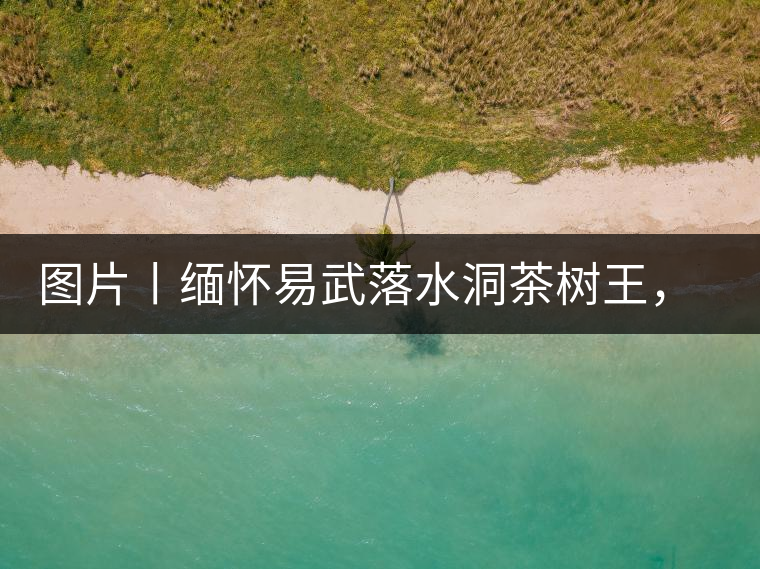 圖片丨緬懷易武落水洞茶樹王，犧牲前的樣貌圖片丨緬懷易武落水洞茶樹王，犧牲前的樣貌