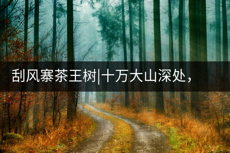 刮風(fēng)寨茶王樹(shù)|十萬(wàn)大山深處，鮮為人知的王者刮風(fēng)寨茶王樹(shù)｜十萬(wàn)大山深處，鮮為人知的王者