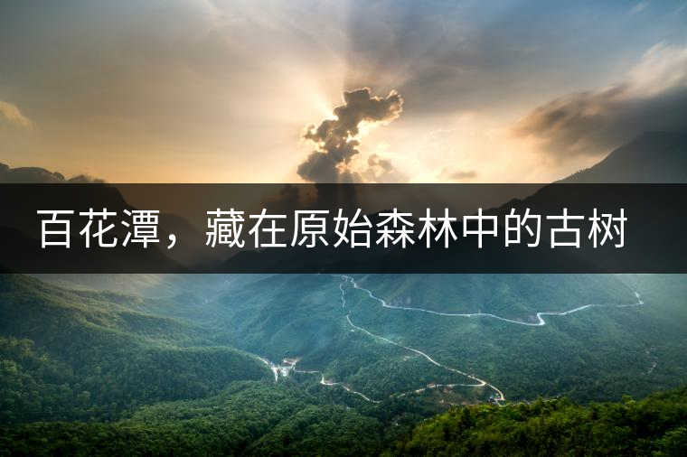 百花潭，藏在原始森林中的古樹仙境百花潭，藏在原始森林中的古樹仙境