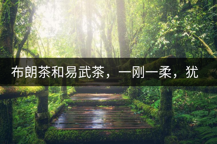 布朗茶和易武茶，一剛一柔，猶如洪拳與太極