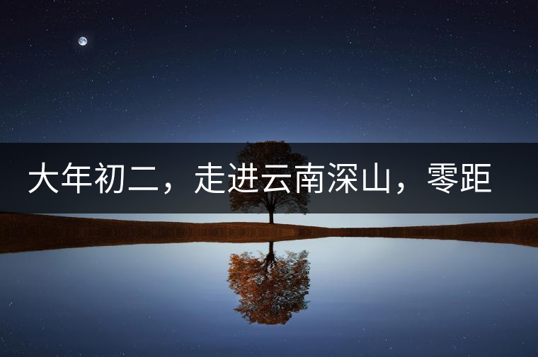 大年初二，走進云南深山，零距離接觸古茶樹