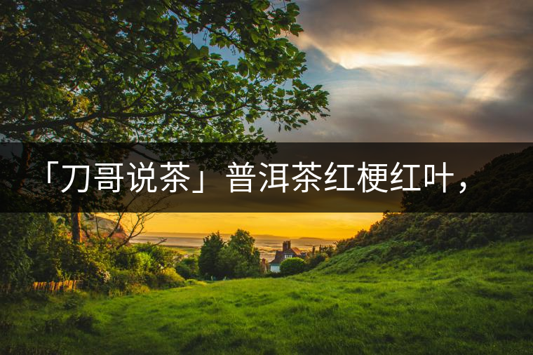 「刀哥說茶」普洱茶紅梗紅葉，這鍋誰來背？