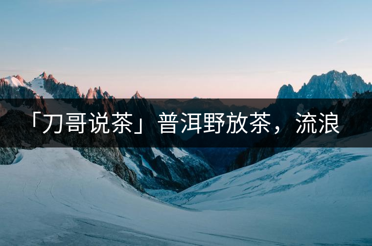 「刀哥說茶」普洱野放茶，流浪狗的春天