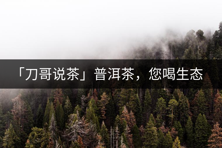 「刀哥說茶」普洱茶，您喝生態(tài)還是喝樹齡？