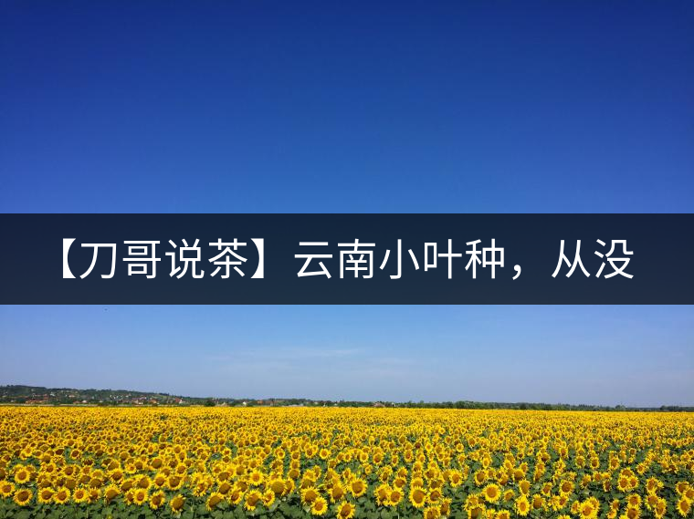 【刀哥說(shuō)茶】云南小葉種，從沒(méi)落到回歸