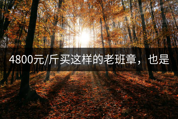 4800元/斤買(mǎi)這樣的老班章，也是醉了!4800元/斤買(mǎi)這樣的老班章，也是醉了！