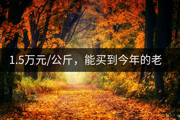 1.5萬元/公斤，能買到今年的老班章古樹茶嗎?1.5萬元/公斤，能買到今年的老班章古樹茶嗎？