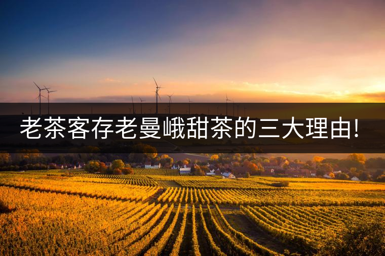 老茶客存老曼峨甜茶的三大理由!老茶客存老曼峨甜茶的三大理由！