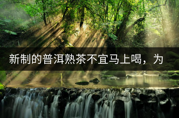 新制的普洱熟茶不宜馬上喝，為什么？