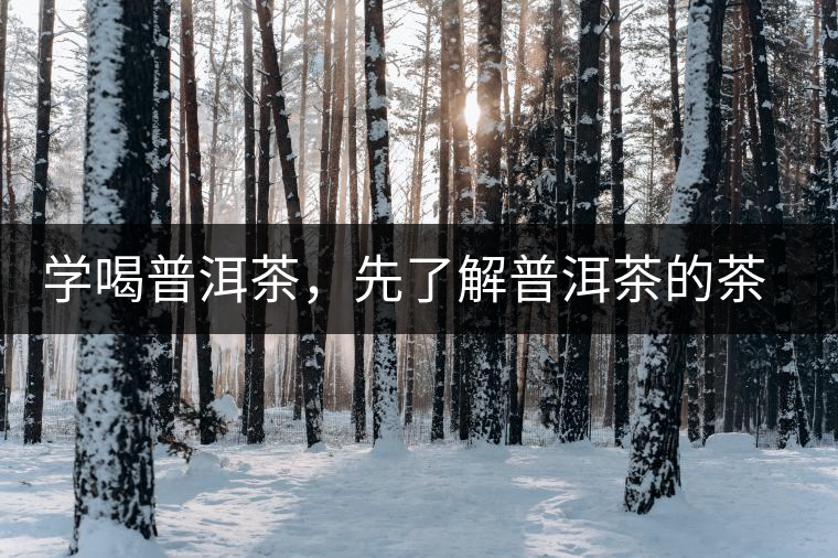 學(xué)喝普洱茶，先了解普洱茶的茶性