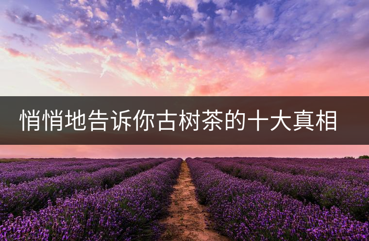 悄悄地告訴你古樹茶的十大真相，就不怕交學(xué)費(fèi)了