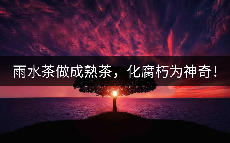 雨水茶做成熟茶，化腐朽為神奇！