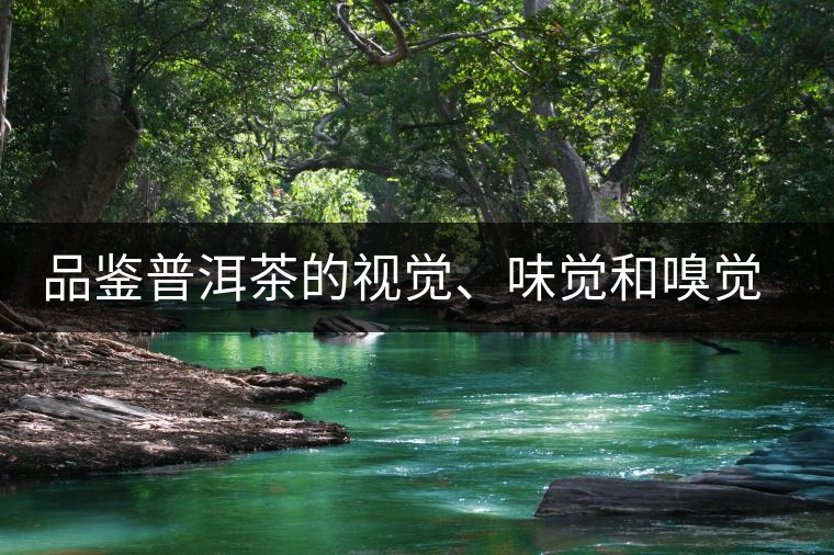 品鑒普洱茶的視覺、味覺和嗅覺指標