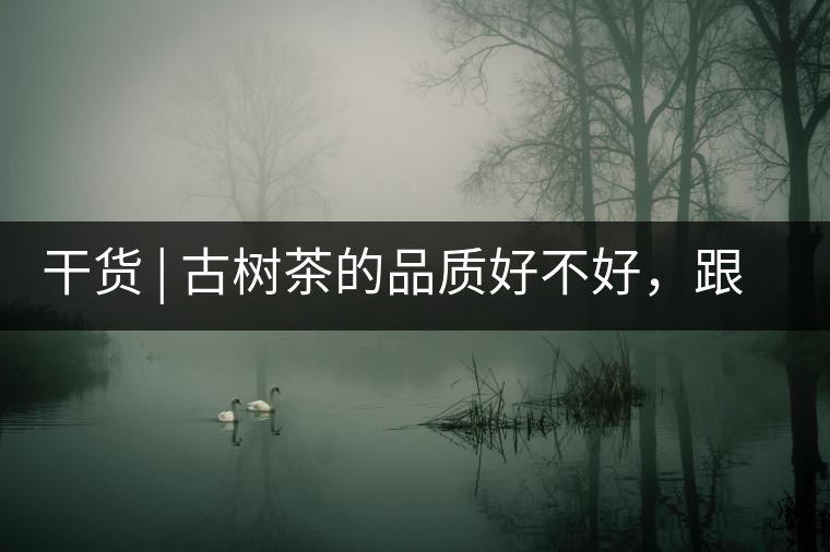 干貨 | 古樹(shù)茶的品質(zhì)好不好，跟耐泡度真的有關(guān)聯(lián)嗎？