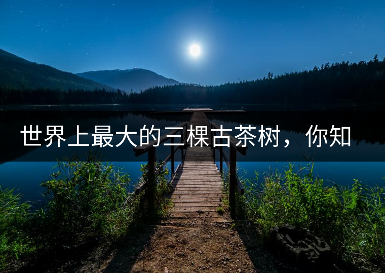 世界上最大的三棵古茶樹，你知道嗎？