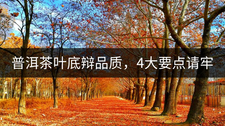普洱茶葉底辯品質，4大要點請牢記！