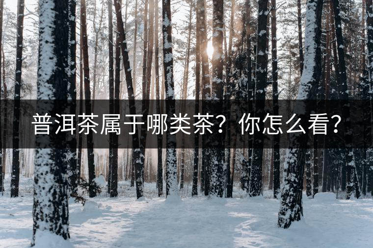 普洱茶屬于哪類茶？你怎么看？