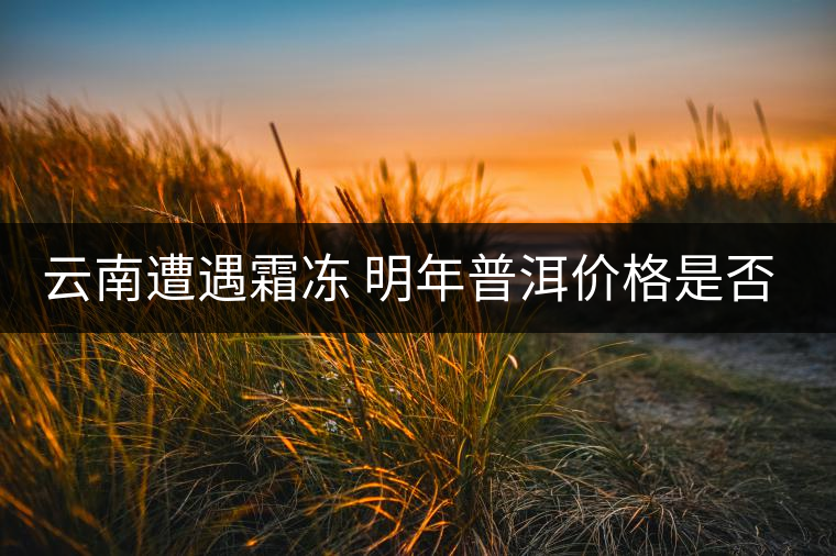 云南遭遇霜凍 明年普洱價格是否飆升？