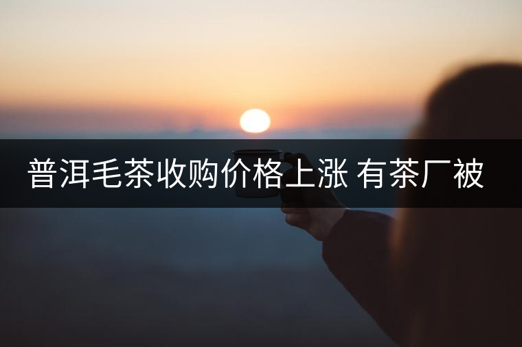 普洱毛茶收購(gòu)價(jià)格上漲 有茶廠(chǎng)被迫停產(chǎn)改賣(mài)茶