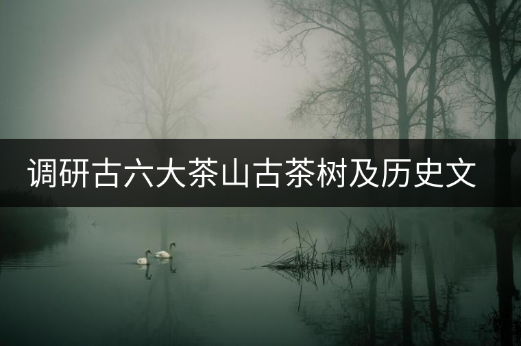 調研古六大茶山古茶樹及歷史文物保護 調研古六大茶山古茶樹及歷史文物保護