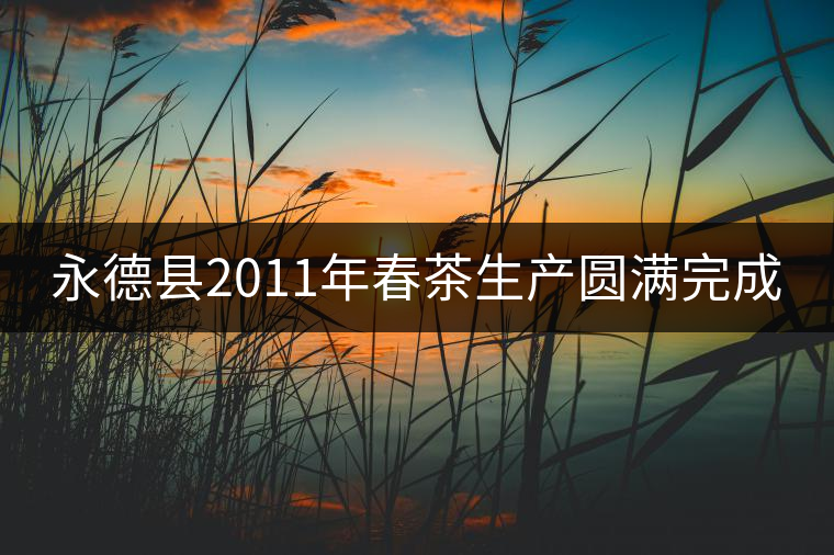 永德縣2011年春茶生產(chǎn)圓滿完成