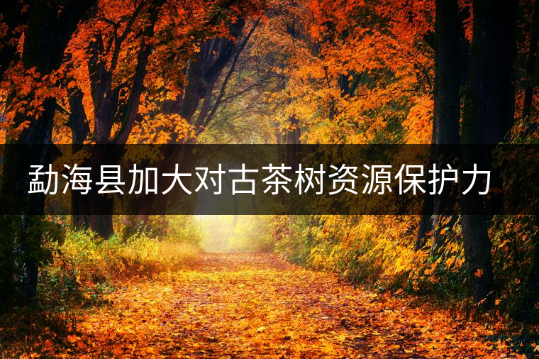 勐?？h加大對(duì)古茶樹資源保護(hù)力度