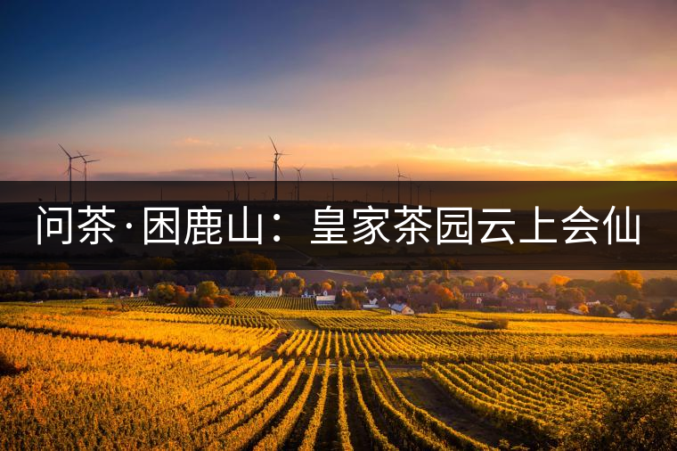 問(wèn)茶·困鹿山：皇家茶園云上會(huì)仙