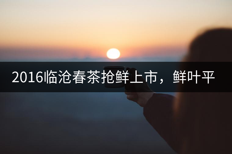 2016臨滄春茶搶鮮上市,鮮葉平均價(jià)同比去年減幅6.3% 2016臨滄春茶搶鮮上市,鮮葉平均價(jià)同比去年減幅6.3%