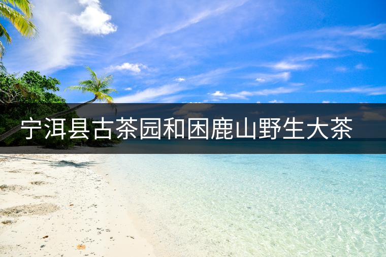 寧洱縣古茶園和困鹿山野生大茶樹