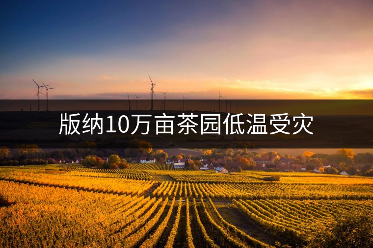 版納10萬畝茶園低溫受災