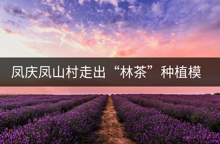 鳳慶鳳山村走出“林茶”種植模式