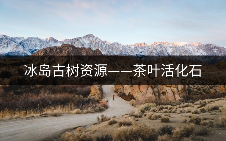 冰島古樹資源——茶葉活化石
